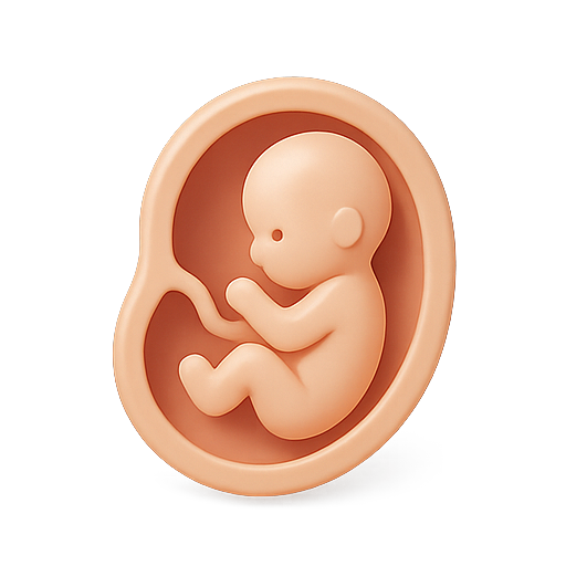 Fetus, embryo, 3D model icon