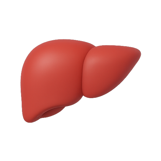 Liver, 3d model, anatomy icon