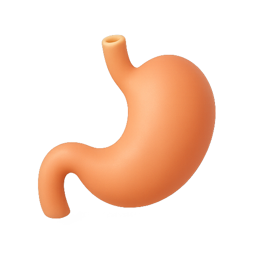 Stomach, anatomy, digestive icon
