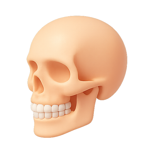 Skull, 3d model, anatomy icon