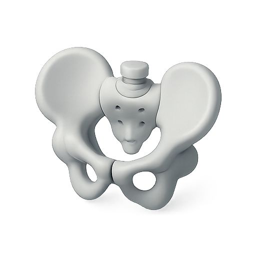 3d model, pelvis, anatomy icon