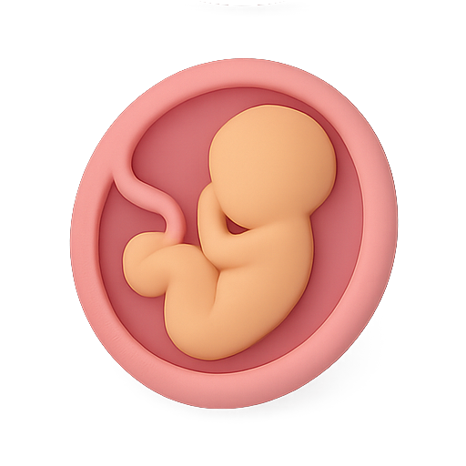 Embryo, 3d, anatomy icon