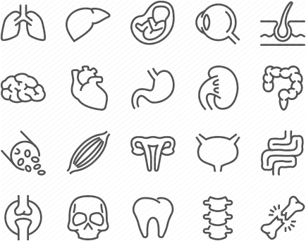 Line Organs Icons